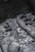 Sleep of the Phoenix 11